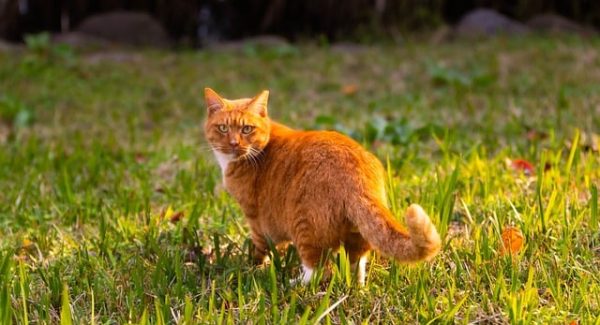 项目网站源码大放送：项目网站有哪些与如何选择