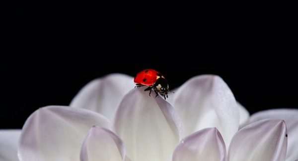 中创联盟网赚秘籍：从零开始的网赚之旅