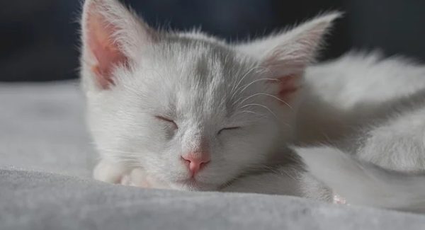 游戏直播陪跑真的赚钱吗？捞偏门软件排行榜告诉你答案