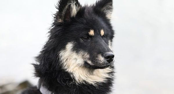 网赚团购实战分析：豪情网赚项目与网络竞价赚钱的双赢策略