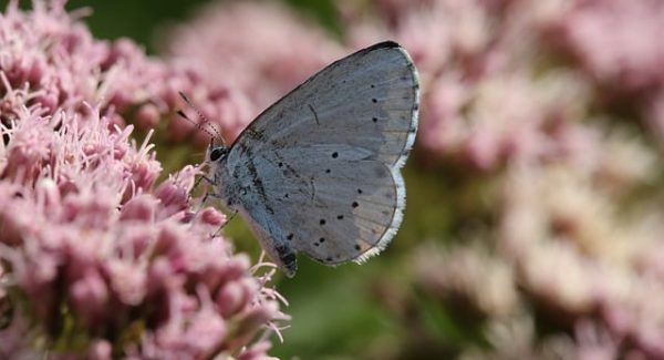 网易云音乐刷播放量新技巧：如何避免磁力聚星无转化