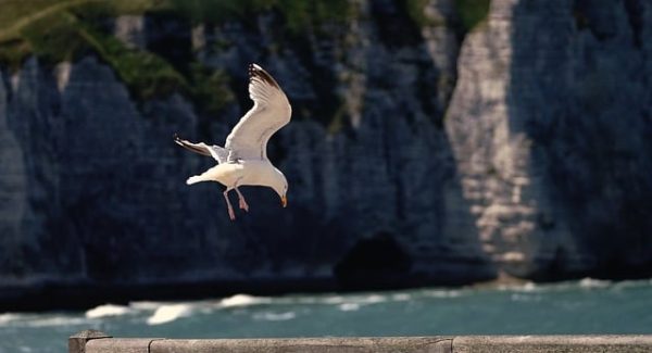 采集网深度探索：百度快照更新与文案优化的双赢之路